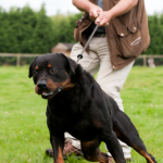 Begegnungstraining – wenn aus „da kommt ein Hund“ plötzlich Stresslevel 3000 wird!!!