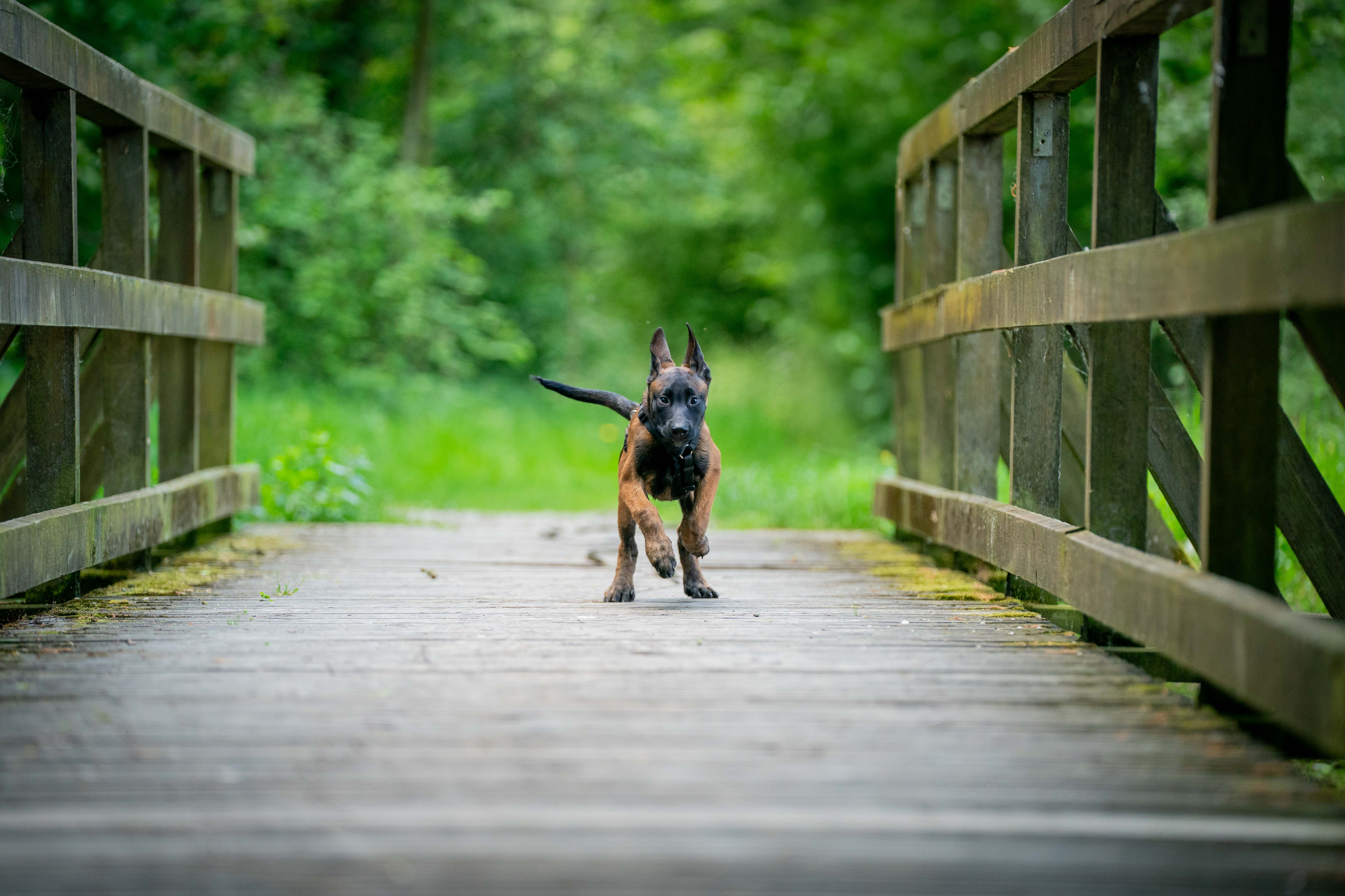 Mensch und Hund