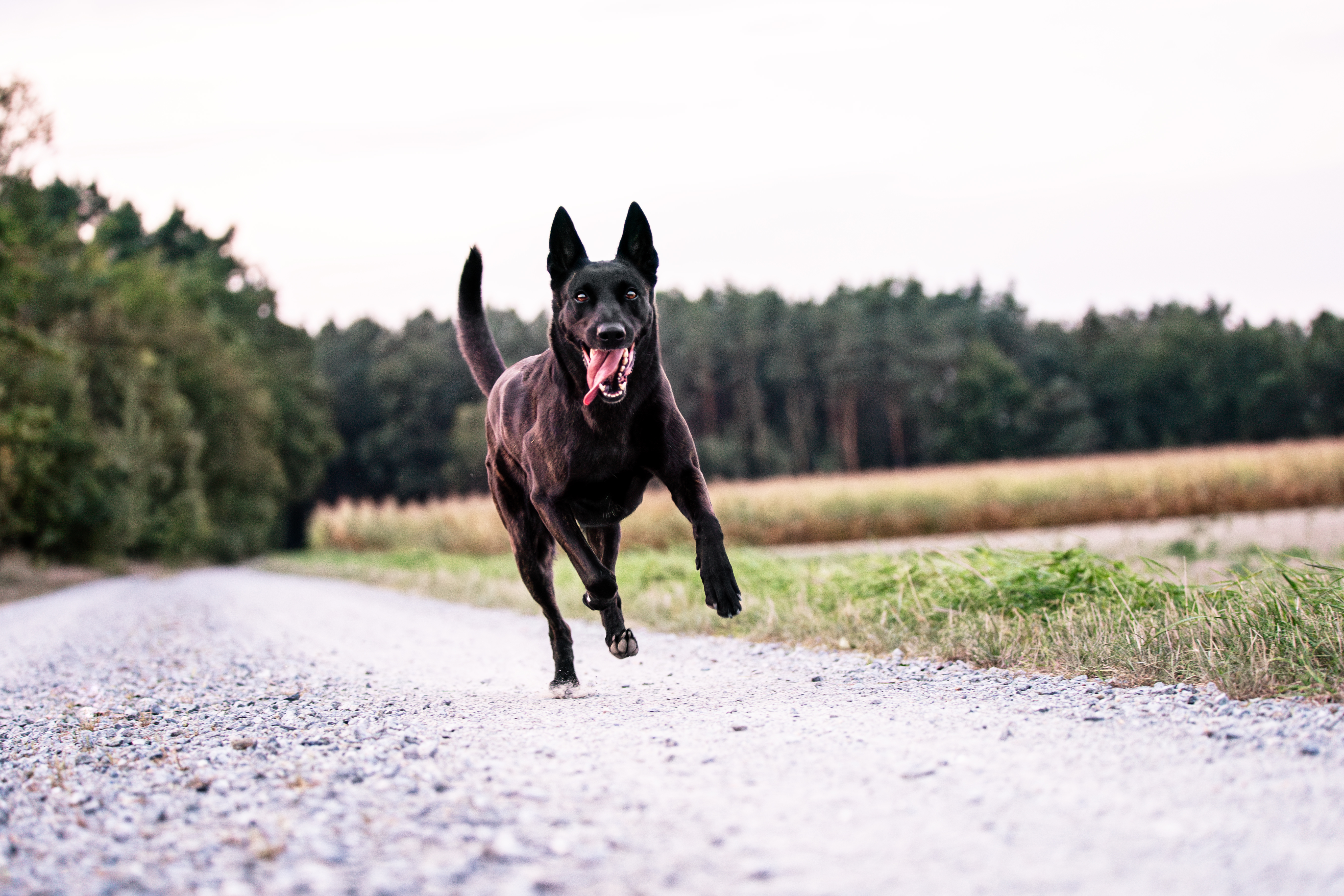 Hundetraining